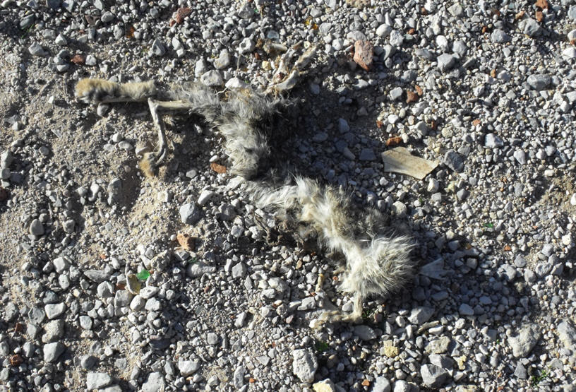 Cadavere di coniglio selvatico?